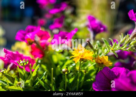 Petunia und Löwenzahn Blumen weiß gelb und rosa im Bokeh-Hintergrund in Vail, Colorado Lionshead Village Sommer Straße Makronaht up Stockfoto