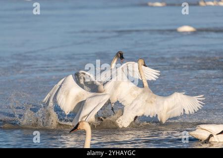 Eine kleine Schar weißer Schwäne versammelte sich im April auf einem teilweise gefrorenen Fluss im Norden Kanadas. Ein Schwan schlägt Flügel, während andere stehen. Stockfoto