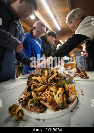 Richmond, Kanada. November 2024. Auf der jährlichen Pilzshow in Richmond, British Columbia, Kanada, am 10. November 2024, sehen die Menschen Pilze. Die eintägige Veranstaltung zeigte über 300 Sorten wilder Pilze. Quelle: Liang Sen/Xinhua/Alamy Live News Stockfoto