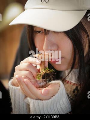 Richmond, Kanada. November 2024. Ein Besucher riecht eine Pilzprobe bei der jährlichen Pilzshow in Richmond, British Columbia, Kanada, am 10. November 2024. Die eintägige Veranstaltung zeigte über 300 Sorten wilder Pilze. Quelle: Liang Sen/Xinhua/Alamy Live News Stockfoto