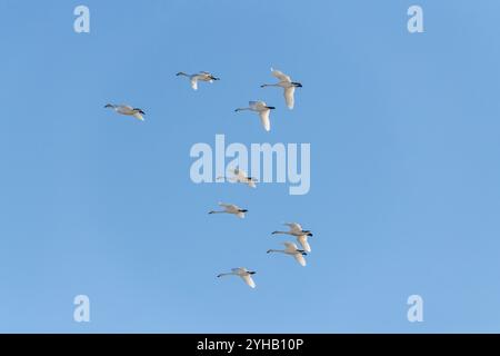 Große Schar weißer kanadischer Tundra-Trompeterschwäne, die über ihnen fliegen, mit hellblauem Himmel im Hintergrund. Marsh Lake, Yukon Territory, Kanada Stockfoto