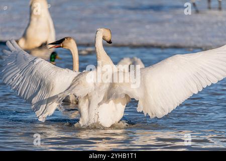 Eine kleine Schar weißer Schwäne versammelte sich im April auf einem teilweise gefrorenen Fluss im Norden Kanadas. Aufgenommen am Marsh Lake, Yukon Territory. Stockfoto