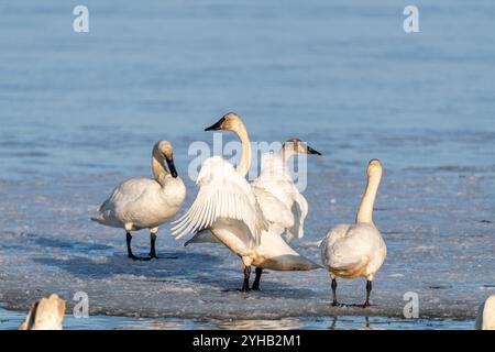 Elegante, große Schwäne, die während ihrer Wanderung nach Norden im Sommer am eisigen Flussufer im Yukon-Territorium stehen. Aufgenommen im April, Frühlingszeit. Stockfoto