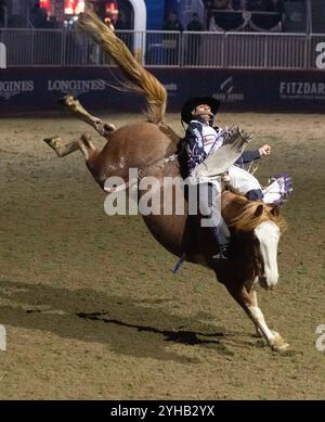 Toronto, Kanada. November 2024. Cowboy Spur Lacasse tritt am 10. November 2024 beim Bareback Bronc Riding Competition des Royal Rodeo bei der Royal Horse Show 2024 in Toronto, Kanada, an. Quelle: Zou Zheng/Xinhua/Alamy Live News Stockfoto