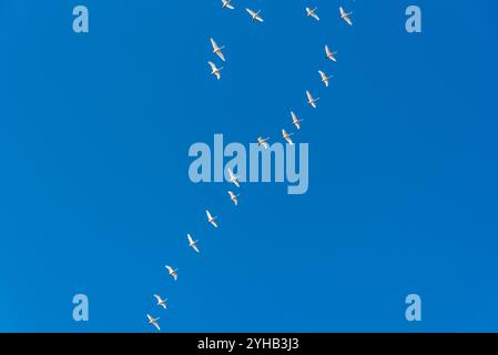 Große Schar weißer kanadischer Tundra-Trompeterschwäne, die über ihnen fliegen, mit hellblauem Himmel im Hintergrund. Marsh Lake, Yukon Territory, Kanada Stockfoto