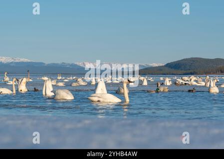 Jährliche Schwänenwanderung in die Beringsee am Marsh Lake, Yukon Territory während der Frühjahrszeit im April. Tausende von Tundra, Trompeterschwäne, Eissee Stockfoto