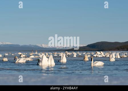 Jährliche Schwänenwanderung in die Beringsee am Marsh Lake, Yukon Territory während der Frühjahrszeit im April. Tausende von Tundra, Trompeterschwäne, Eissee Stockfoto