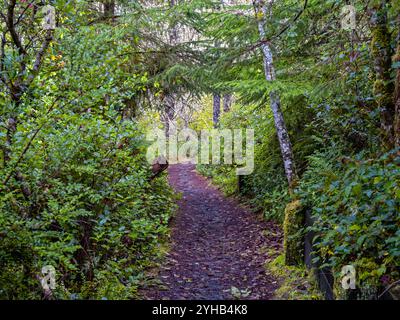 Ein Wanderweg durch die Wälder im Leadbetter Point State Park, Washington, USA Stockfoto