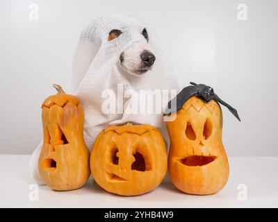 Jack Russell Terrier Hund in einem Geisterkostüm und drei Jack-o-Laternen auf weißem Hintergrund. Stockfoto