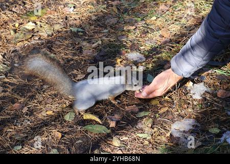 Ein niedliches graues Eichhörnchen in einem Stadtpark nimmt einem Mann ein Leckerbissen aus der Hand Stockfoto