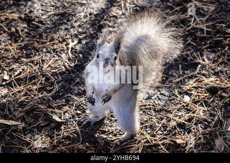 Ein hübsches graues Eichhörnchen nach einem Winterschmelz. Das Eichhörnchen steht auf seinen Hinterbeinen Stockfoto
