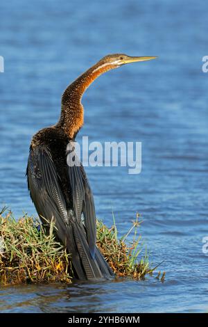 Afrikanischer Darter (Anhinga rufa) in natürlicher Umgebung, Chobe Nationalpark, Botswana Stockfoto