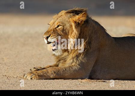 Porträt eines jungen männlichen afrikanischen Löwen (Panthera Leo), Kalahari-Wüste, Südafrika Stockfoto