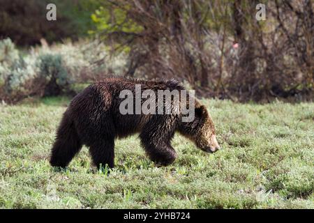 Der Grizzlybär mit dem Spitznamen „Blondie“ sucht in einem offenen Feld im Grand Teton National Park, Wyoming, nach Nahrung. Stockfoto