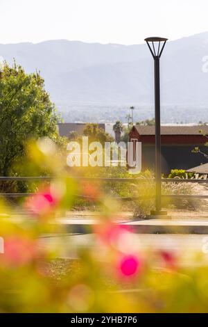 Die Nachmittagssonne scheint auf Blumen und Straßenlaternen in einem Viertel von Nroco, Kalifornien, USA. Stockfoto