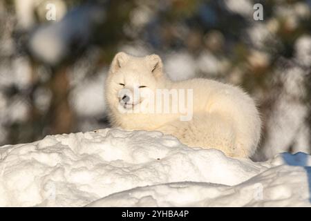 Schneebedeckte Landschaft mit einem einzigen Polarfuchs (Vulpes lagopus), der auf einem Schneehügel sitzt. Aufgenommen im Winter an hellen, sonnigen Tagen. Stockfoto