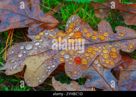 Taufende Tropfen ruhen während der wunderschönen und bezaubernden Herbstsaison auf braunen Blättern Stockfoto