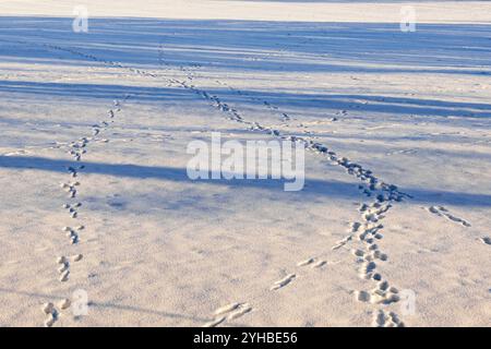 Tierspuren im Schnee auf einem Feld Stockfoto