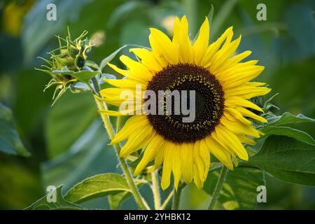 Leuchtende Sonnenblumen blühen in einem üppig grünen Garten mit weichem Bokeh-Hintergrund, die die Schönheit der Natur und das Wesen der Wärme des Sommers und zeigen Stockfoto