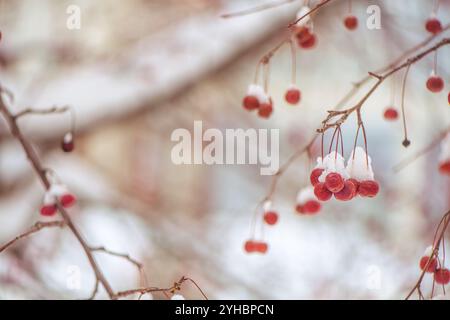 Kleine rote Äpfel im Schnee im Winter, kaltes, frostiges Wetter Stockfoto