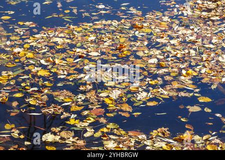 Viele gelbe Blätter schweben auf der Wasseroberfläche und schaffen ein ruhiges Herbstbild in einer natürlichen Umgebung Stockfoto