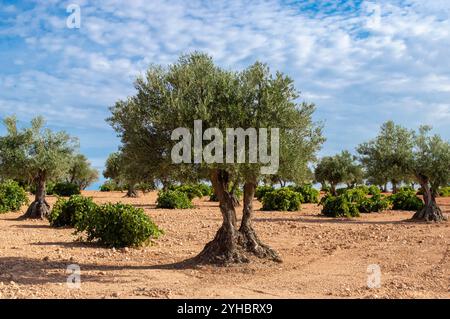 Spanischer Olivenhain und Weinberg. Landwirtschaft im Mittelmeerraum Stockfoto