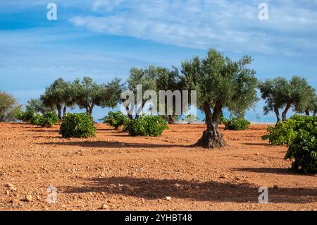 Spanischer Olivenhain und Weinberg. Landwirtschaft im Mittelmeerraum Stockfoto