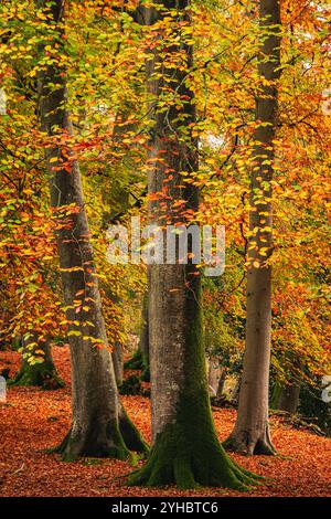 Herbstreife Buchenwälder auf dem Gelände des Ashburnham Place am hohen weald nahe Battle East Sussex Südosten Englands Großbritannien Stockfoto