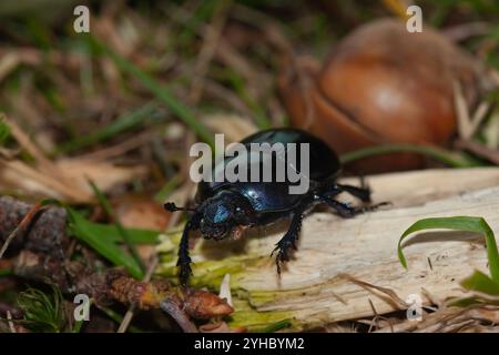 Dumbledore, ein langweiliger Dungkäfer, der über den Waldboden kriecht Stockfoto