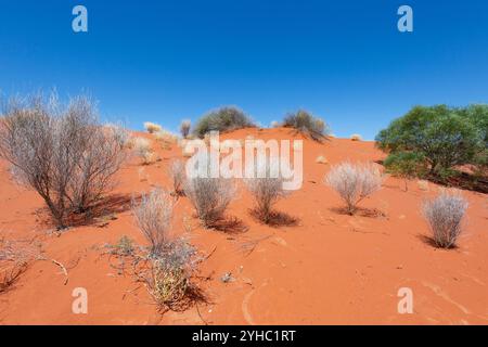 Sanddünen-Vegetation entlang der Cordillo Downs Road, Simpson Desert, Queensland, QLD, Australien Stockfoto