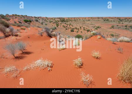 Sanddünen-Vegetation entlang der Cordillo Downs Road, Simpson Desert, Queensland, QLD, Australien Stockfoto