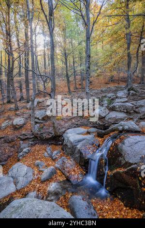 Kleiner Bach in einem bunten Herbstwald. Langzeitbelichtung Stockfoto