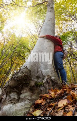 Frau mittleren Alters umarmt eine große Buche auf der Wald im Herbst Stockfoto