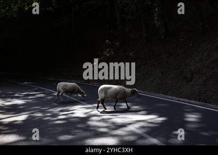 Ziegen laufen auf der Straße in den Bergen von Madeira Stockfoto