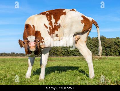 Bewegliche junge Kuh mit kleinem Euter, flexibel jucken mit erhobenem Hinterbein, auf einer Wiese unter blauem Himmel Stockfoto