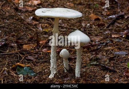 Drei falsche Todeskappen, die im Müll auf Waldboden wachsen. Stockfoto