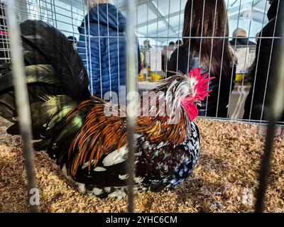 Italien, Inveruno, Antica Fiera di San Martino, Ancient Fair of San Martino, Tiermesse Stand Stockfoto