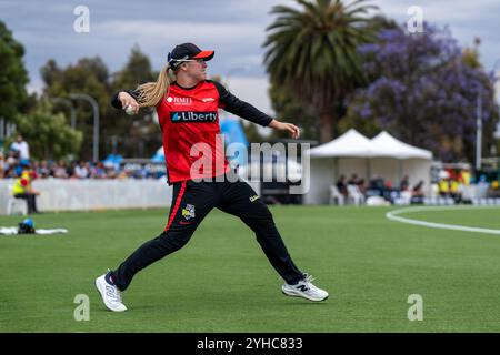 Adelaide, Australien. November 2024. Adelaide, Australien, 11. November 2024: Georgia Prestwidge (16 Melbourne Renegades) Fields während des Spiels der Weber Womens Big Bash League 10 zwischen Adelaide Strikers und Melbourne Renegades im Karen Rolton Oval in Adelaide, Australien (Noe Llamas/SPP) Credit: SPP Sport Press Photo. /Alamy Live News Stockfoto