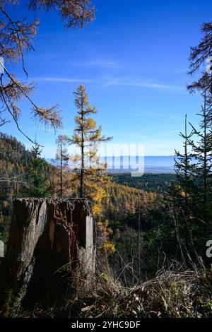 Leuchtende Herbstfarben erleuchten eine Bergwaldlandschaft mit einem markanten Baumstumpf im Vordergrund und einem klaren blauen Himmel. Stockfoto