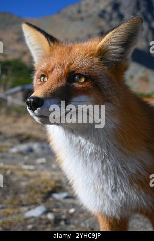 Wilder Rotfuchs mit dickem Fell, der von der Kamera wegblickt, in natürlicher Bergwelt. Stockfoto