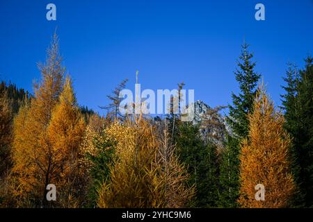 Pulsierende goldene Lärchen umrahmen einen felsigen Gipfel vor einem klaren blauen Himmel und zeigen die Schönheit des Herbstes in den Bergen. Stockfoto