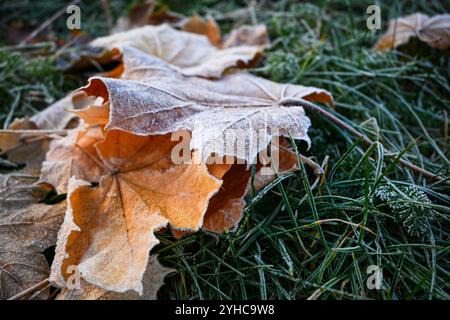 Nahaufnahme von orangen Ahornblättern mit Raureif, die im Spätherbst auf mattiertem Gras liegen. Stockfoto