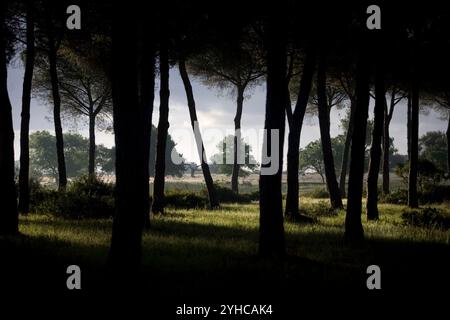 Pine forest in Donana National Park, Huelva province, Andalusia, Spain. Stock Photo