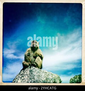 A Gibraltar Monkey or Barbary Macaque sits on a rock in  Gibraltar, Great Britain, May 12, 2012. Gibraltar is a British overseas territory located in the Cadiz province, Andalus'a, Stock Photo