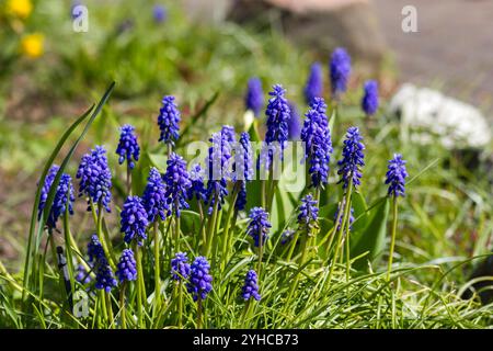 Muscari neglectum, bekannt als Traubenhyazinthe, Frühling im Garten Stockfoto