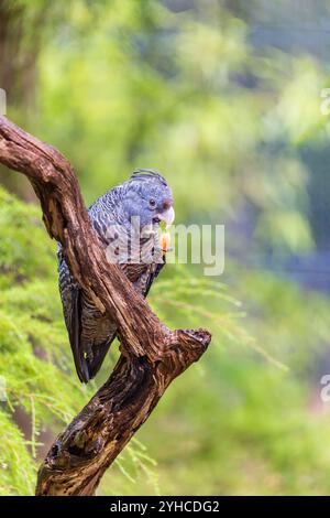 Ein weiblicher Gang-Kakatoo (Callocephalon fimbriatum), der auf einem Ast sitzt und bei Tageslicht in einer üppigen grünen Umgebung eine Erdnuss genießt Stockfoto