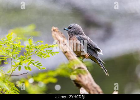 Weißbrauen-Woodswallow (Artamus superciliosus) auf einem Zweig in einer natürlichen Umgebung mit verschwommenem grünem Hintergrund, Australien Stockfoto