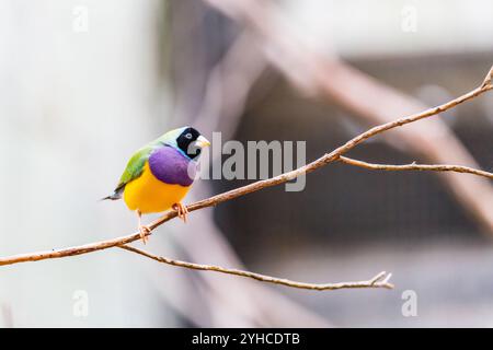 Weiblicher Gouldian Finch (Chloebia gouldiae), der auf einem Zweig vor verschwommenem Hintergrund thront, Australien Stockfoto