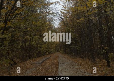 Eine friedliche Herbstszene im Wald Stockfoto
