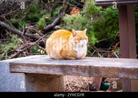 Ginger Cat ruht ruhig auf einer Holzbank im Freien Stockfoto